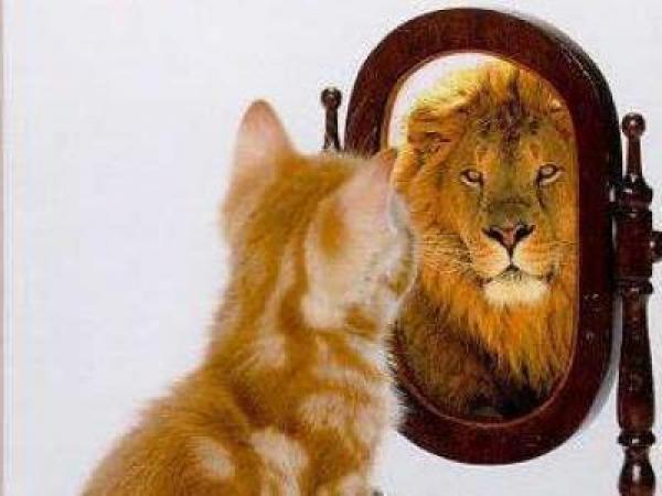 kitten-lion-mirror.jpg